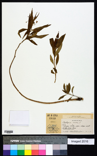 Asclepias nivea image