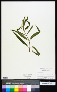 Asclepias nivea image