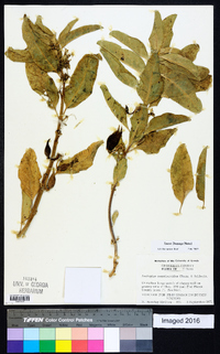 Asclepias oenotheroides image