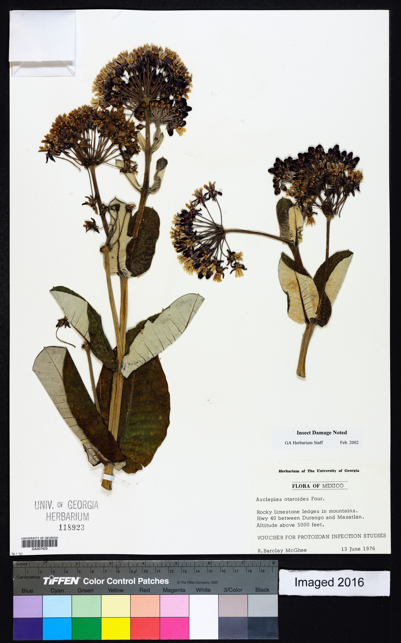 Asclepias otarioides image