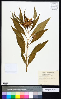 Asclepias perennis image