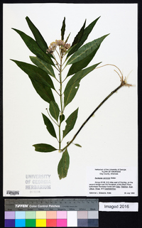 Asclepias perennis image