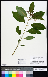 Asclepias perennis image