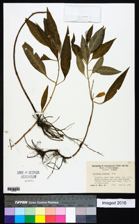 Asclepias perennis image