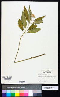 Asclepias perennis image