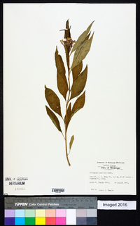 Asclepias perennis image