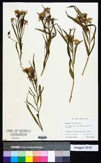 Asclepias perennis image