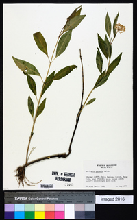 Asclepias perennis image