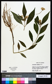 Asclepias perennis image