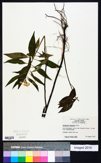 Asclepias perennis image