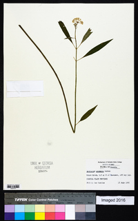 Asclepias perennis image