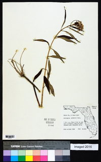 Asclepias perennis image