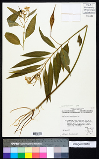 Asclepias perennis image