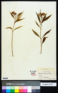 Asclepias perennis image