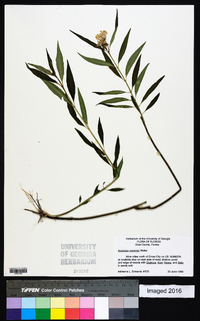 Asclepias perennis image