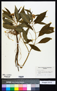 Asclepias perennis image