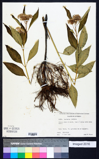 Asclepias perennis image