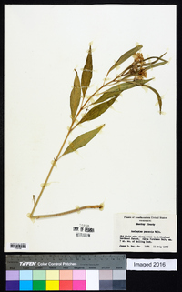 Asclepias perennis image