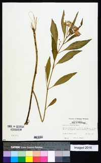 Asclepias perennis image