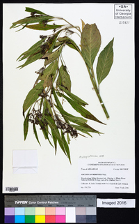 Asclepias perennis image