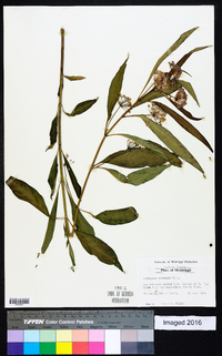 Asclepias perennis image