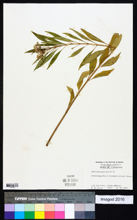 Asclepias perennis image