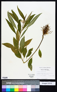 Asclepias perennis image