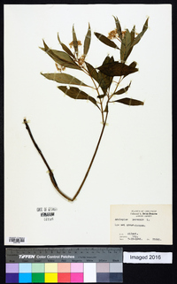 Asclepias perennis image