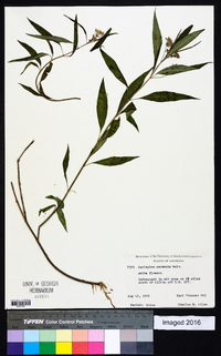 Asclepias perennis image