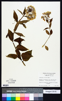 Asclepias pratensis image