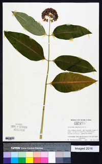 Asclepias purpurascens image