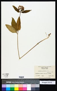 Asclepias quadrifolia image