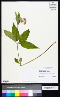 Asclepias quadrifolia image