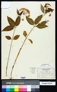 Asclepias quadrifolia image