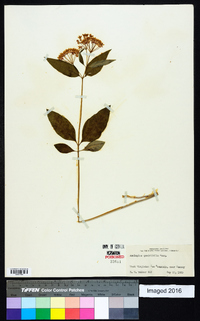 Asclepias quadrifolia image