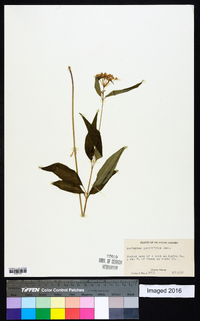 Asclepias quadrifolia image