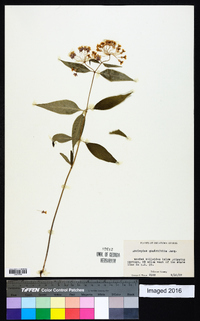 Asclepias quadrifolia image