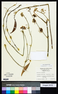 Asclepias subaphylla image