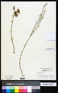 Asclepias subulata image