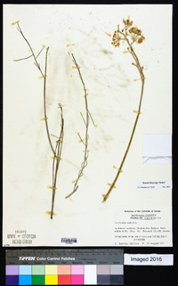 Asclepias subulata image