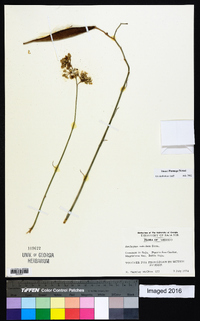 Asclepias subulata image