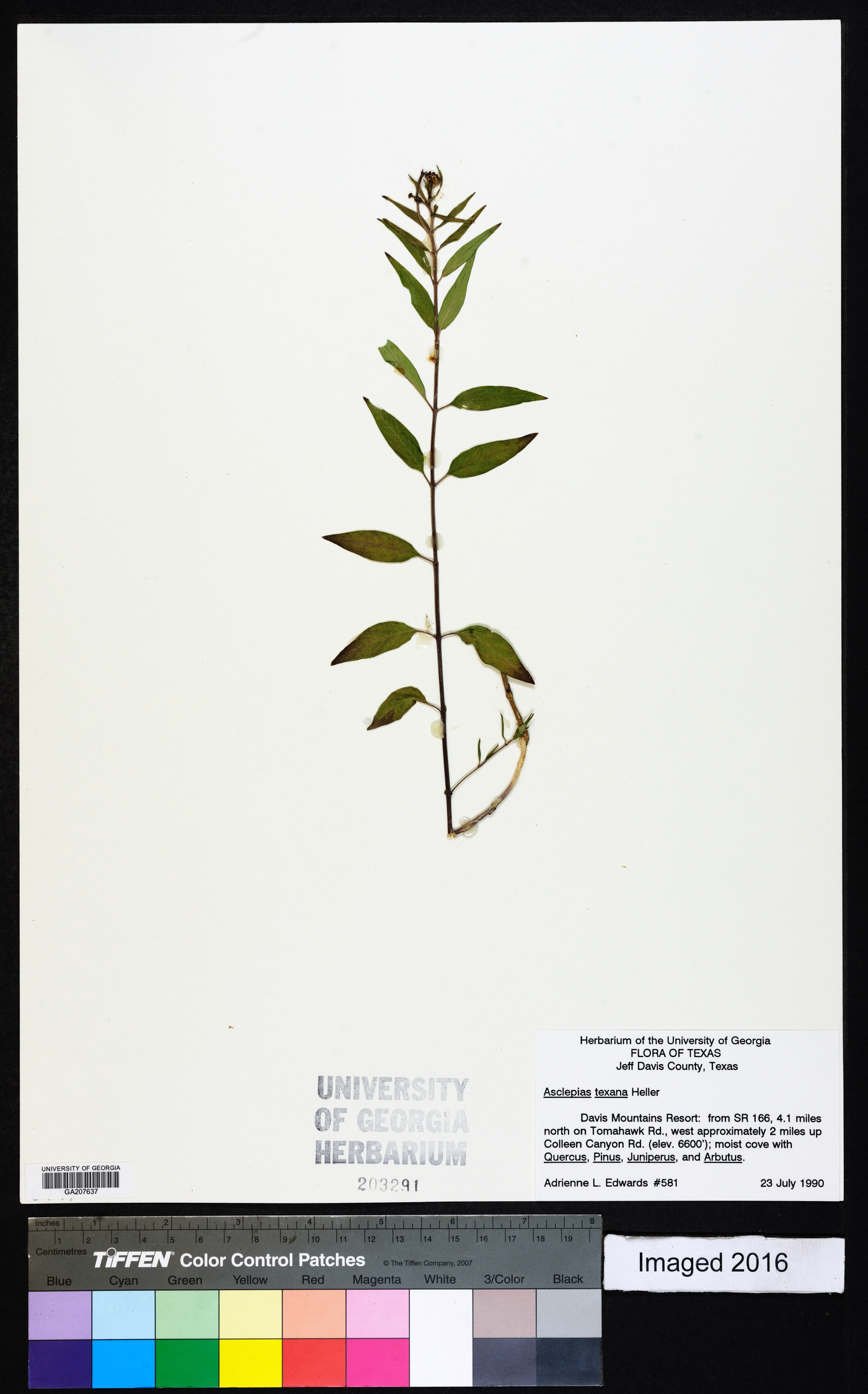 Asclepias texana image
