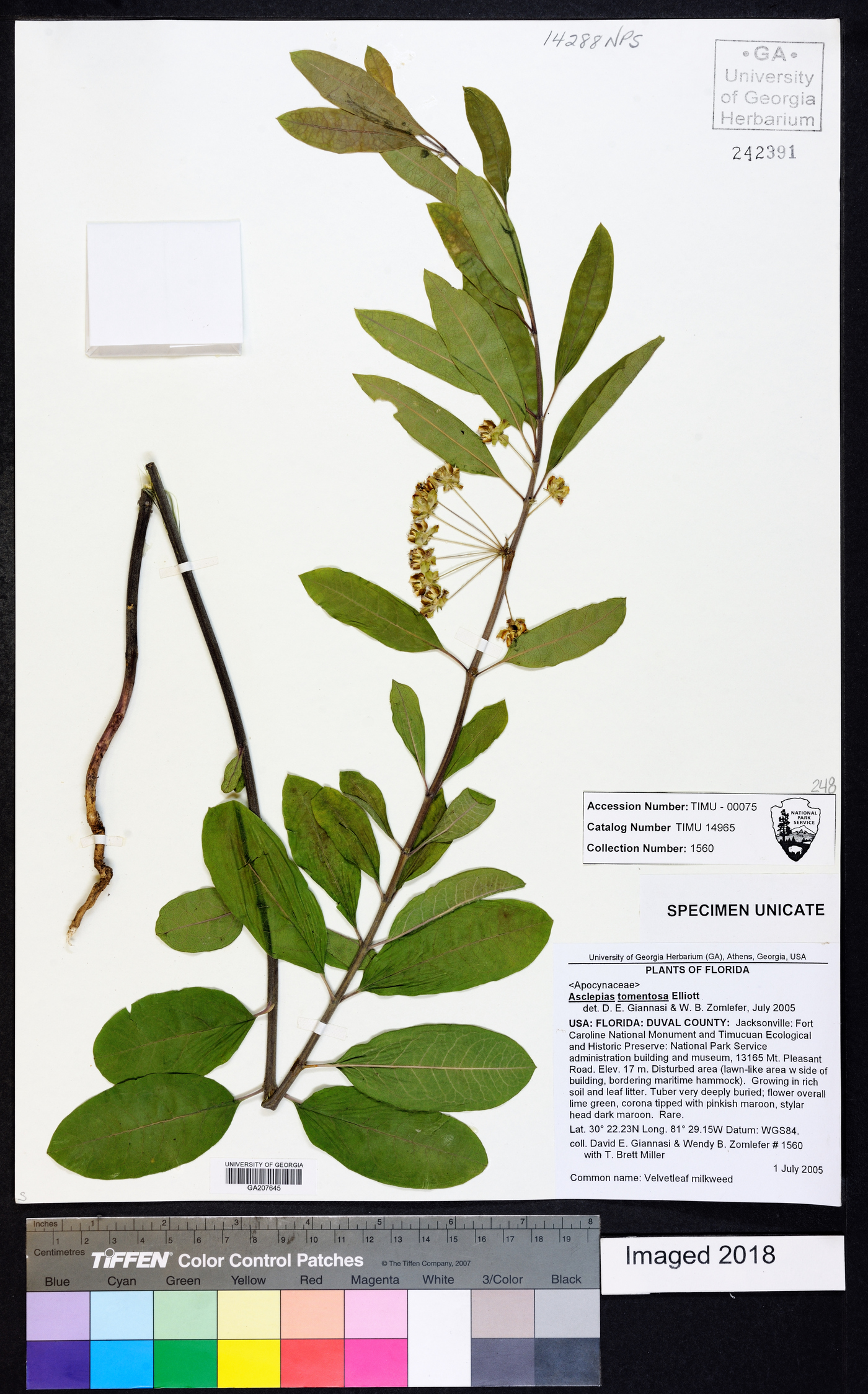 Asclepias tomentosa image