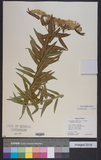 Asclepias tuberosa subsp. interior image
