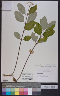 Asclepias variegata image