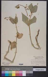 Asclepias vestita image