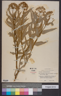 Asclepias oenotheroides image