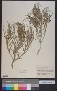 Asclepias brachystephana image