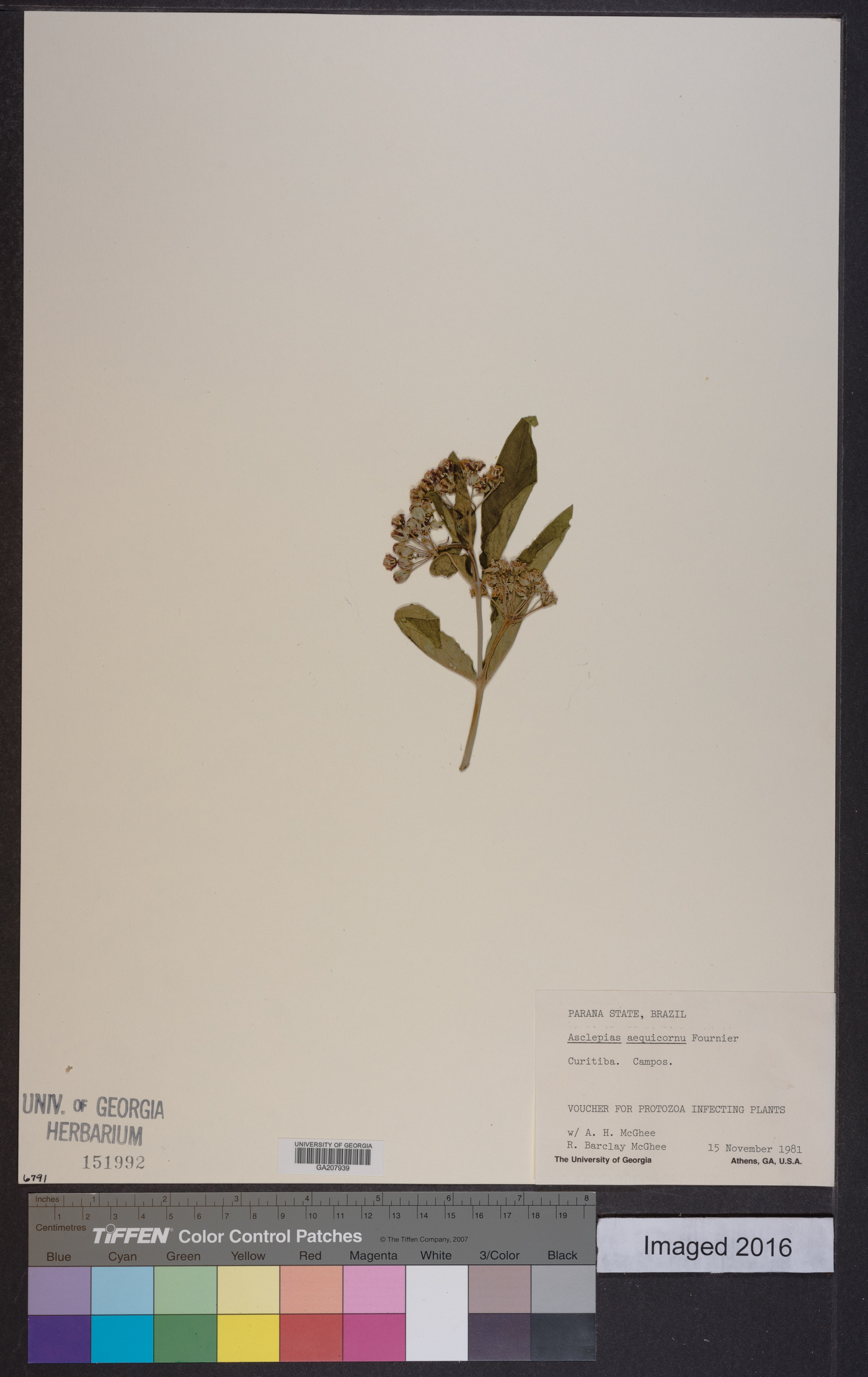 Asclepias aequicornu image