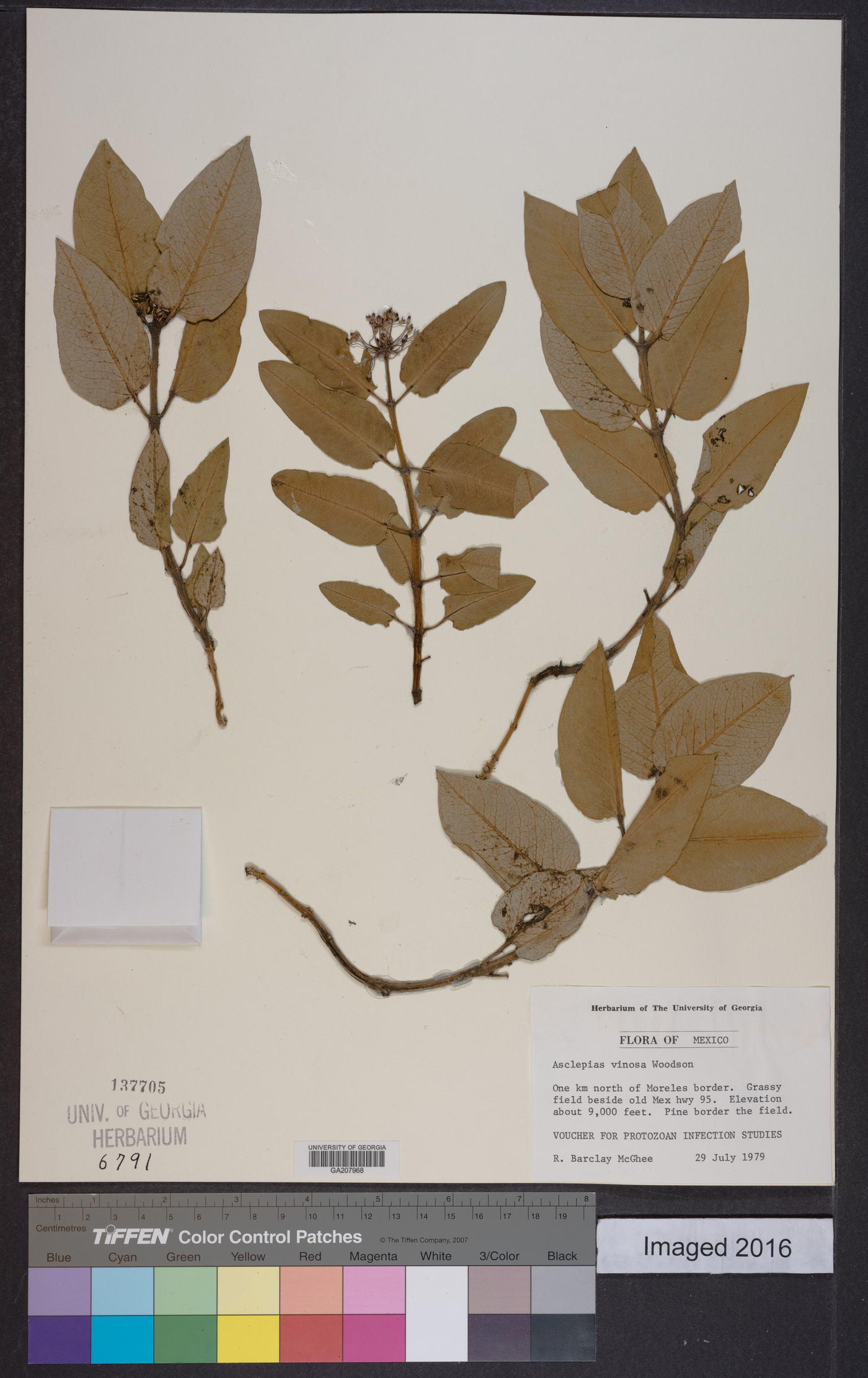 Asclepias vinosa image